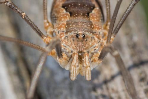 Réf. 233 220 : Phalangium opilio